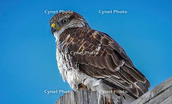 Majestic ferruginous hawk perched on a weathered wooden fence post, gazing intently against a vibrant blue sky [IBR125536444]
