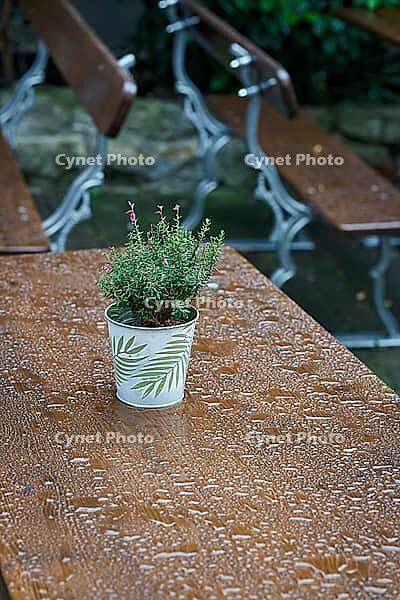 Table in the beer garden of a restaurant in Germany in rainy weather and a flower pot with Daboecia cantabrica [IBR125536446]