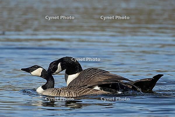 Canada goose (Branta canadensis) two adult geese birds mating or having sex on the water surface of a lake in spring, England, United Kingdom [IBR125536449]