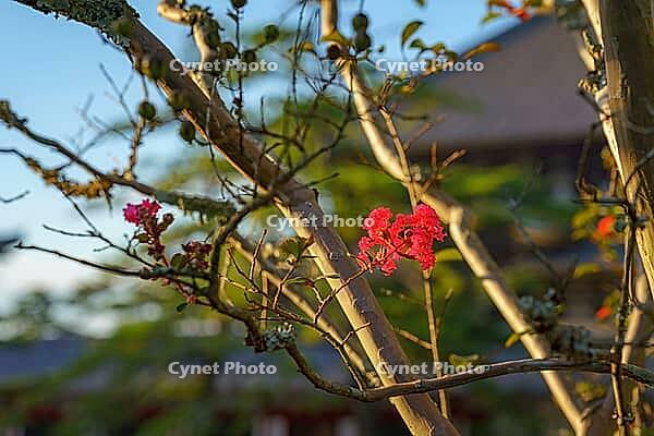 Nara, Japan - Sep 26 2024, A close-up view of the branches of a tree with small red flowers, with the blurred facade of Todaiji Temple in the background, at daytime, without people, Nara, Japan [IBR125536455]