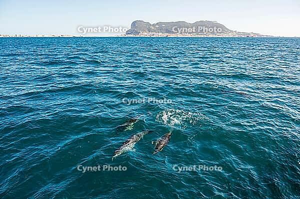 A group of dolphins swims near the surface of the vibrant blue sea, with the iconic Rock of Gibraltar visible in the distance under a clear sky. The scene captures the natural beauty and wildlife of the Strait of Gibraltar, making it ideal for travel, nat [IBR125536463]