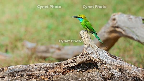 Green bee-eater perch on the fallen tree trunk on the ground [IBR125536464]