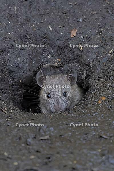 European brown rat (Rattus norvegicus) adult animal emerging from its burrow hole, England, United Kingdom [IBR125536468]