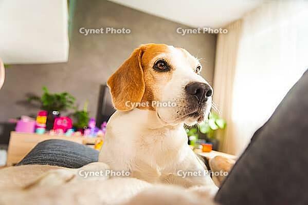 Adorable Beagle peacefully sitting on sofa in bright room. Canine background [IBR125536473]
