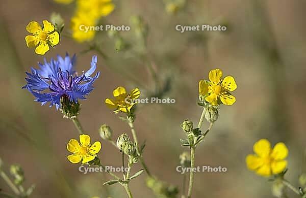 Acker blueflake flower, asteraceae, centaurea cyanus, daisy, cornflower, potentilla argentea, rosaceae, rose family, silverfinger herb, flora, plants, plants [IBR125536476]