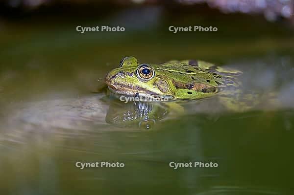 AI_Description, A green frog in the calm water of a pond, surrounded by natural surroundings, AI_key words, frog, water, green, nature, pond, amphibian, calm [IBR125536477]