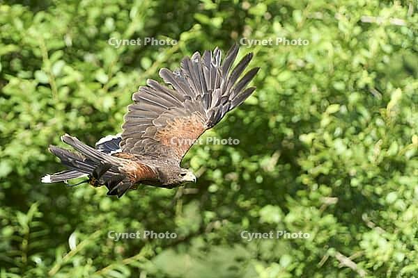 Desert buzzard, side view, flying in front of green blurred bushes. Siebnen, Switzerland [IBR125536479]
