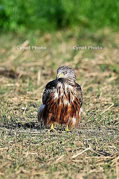Red kite (Milvus milvus), sitting in meadow, Canton Aargau, Switzerland [IBR125536480]