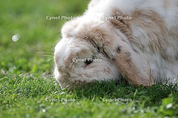 Rabbit (Oryctolagus cuniculus forma domestica), portrait, outdoors, grass, eating, sunlight, pretty [IBR125536484]
