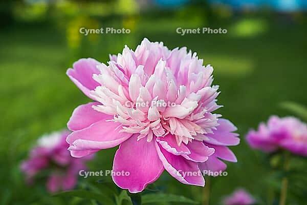 Fresh beautiful pink rose close up [IBR125557529]