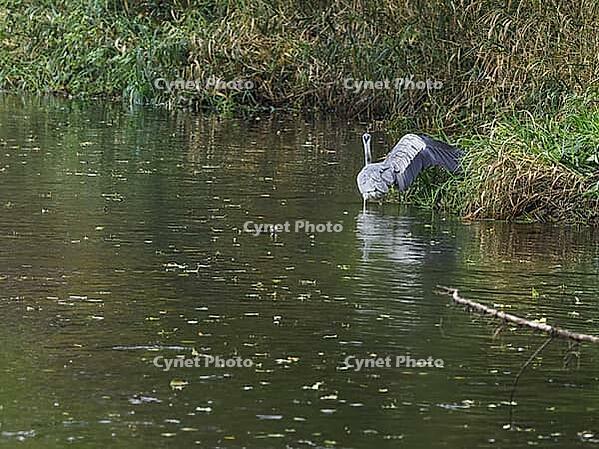 A grey heron stands in the Saale and stretches a wing [IBR125557533]