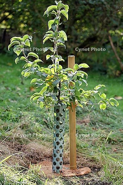 New planting in October. Young tree (Nashi pear) in the garden, supported by a wooden pole and protected by a pipe, Horn Bad Meinberg [IBR125557536]