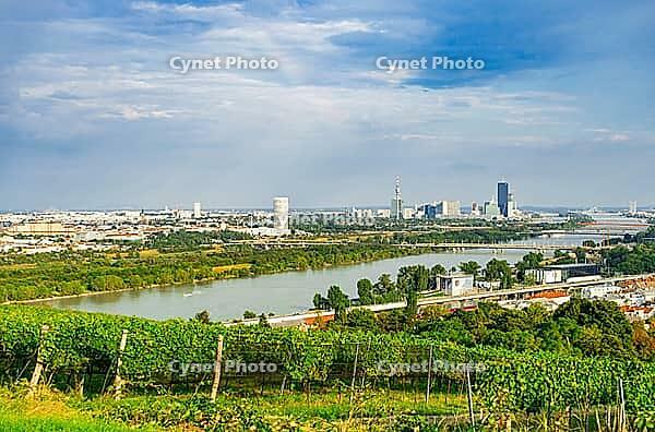 Vineyard rows on a hill in Vienna Austria Nusserg area, View on Vienna City [IBR125557542]