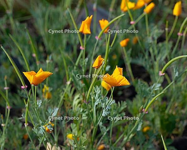 Blooming flowers California poppies against a green background. Orange Eschscholzia californica [IBR125557554]