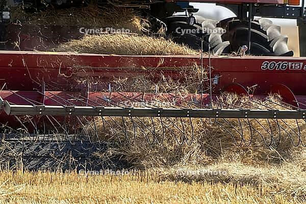 Combine harvester efficiently working in a golden wheat field, gathering crops during the harvest season [IBR125557570]