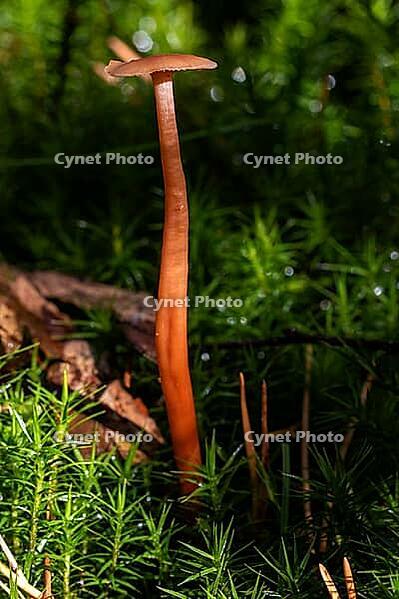 Reddish lacquer funnel between moss and foliage [IBR125557578]