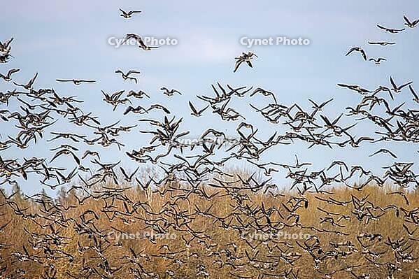 Wild geese overwinter on European agricultural lands and near livestock farms. Bean goose (Anser fabalis), white-fronted goose (Anser albifrons) flocks for feeding and makes regular foraging flights [IBR125557583]
