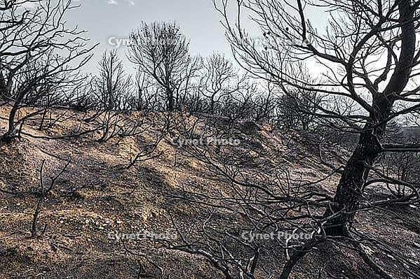 A charred hill in Legarda, Navarra, Spain shows the barren landscape left behind after a wild fire [IBR125557597]