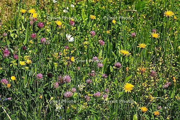 Garden, garden, flower meadow, flower-rich meadow, flora, nature garden, natural meadow, plants, meadow, wildflower meadow [IBR125557602]