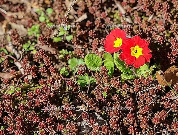 Two red primroses with yellow center blooming on a carpet of small sedum plants in a garden during a sunny day [IBR125557604]