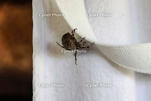 Selective focus of a big spider walking on the clothes at a clothesline [IBR125557607]