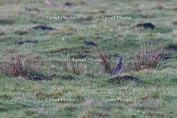 Fieldfare on a mound of earth, close-up [IBR125557609]