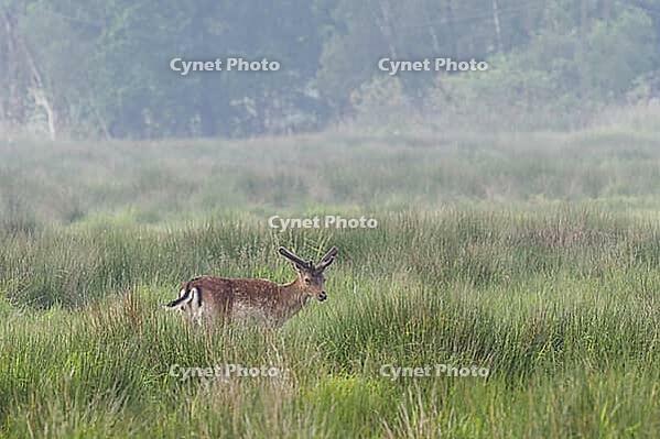 A fallow deer bull eats in the salt marshes on the Baltic Sea of Mecklenburg-Western Pomerania [IBR125557611]