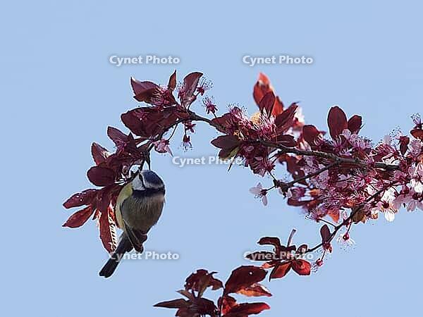 A blue tit hangs on a blood plum branch [IBR125557612]