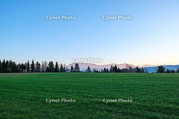 A simple green meadow reaches to a row of dark trees behind which mountains rise in the evening light, Sempach, Canton Lucerne, Switzerland [IBR125557614]