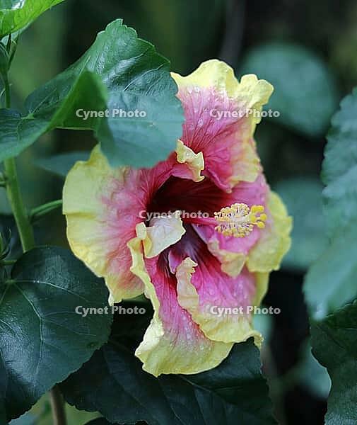 Close up of beautiful red and yellow hibiscus flower and foliage. [IBR125565986]