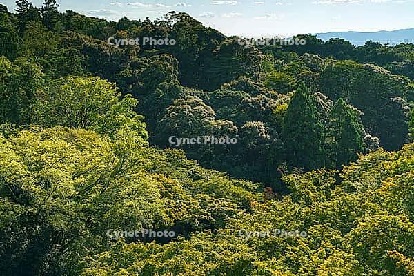 Kyoto, Japan - Oct 11 2024, panoramic aerial view of the densely forested mountain on the territory of Kiyomizu-dera Temple, at daytime, Kyoto, Japan [IBR125566001]