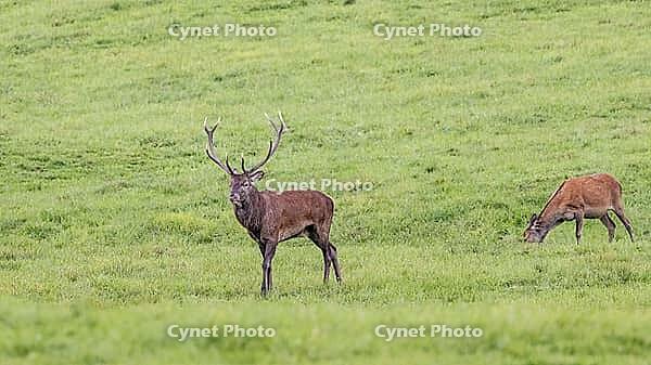 Hirsch [IBR125566011]