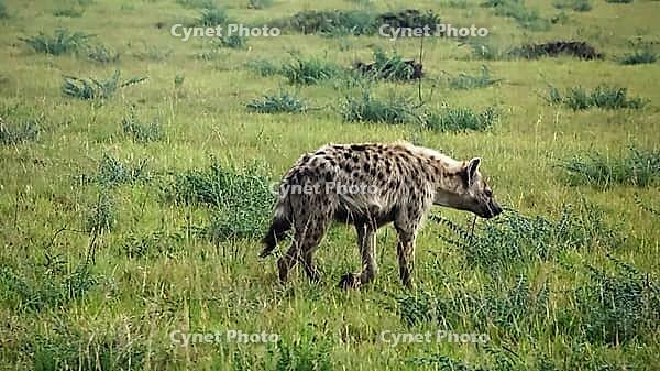 Wild hyenas in the savannah of Africa [IBR125566021]