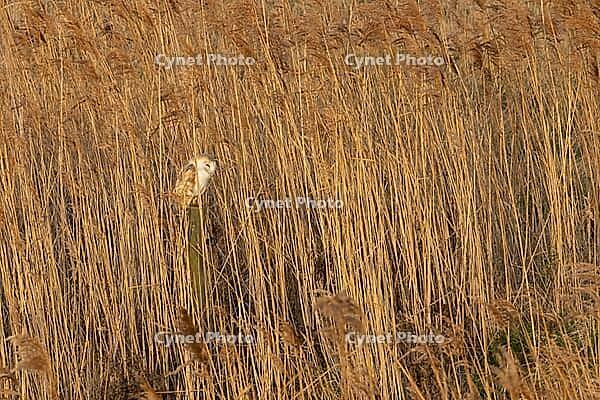 Barn owl (Tyto alba) adult bird sleeping on a post in a reedbed, England, United Kingdom [IBR125566026]