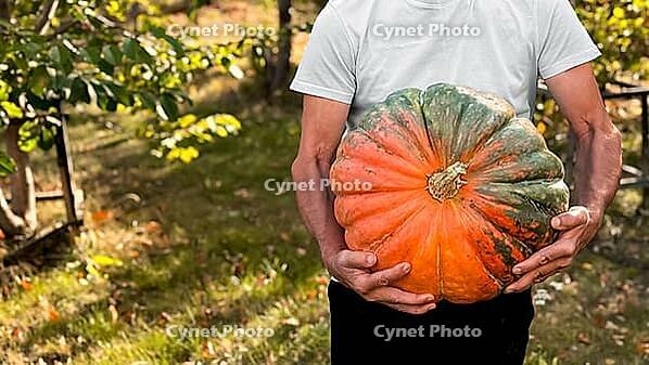 Male holding big colorful pumpkin outdoors in an autumn garden [IBR125566027]