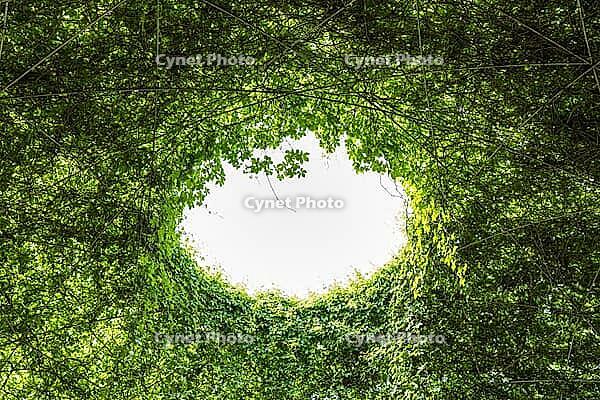 Abstract treelike green plants living roof with hole in the middle, an opening to the sky [IBR125566028]