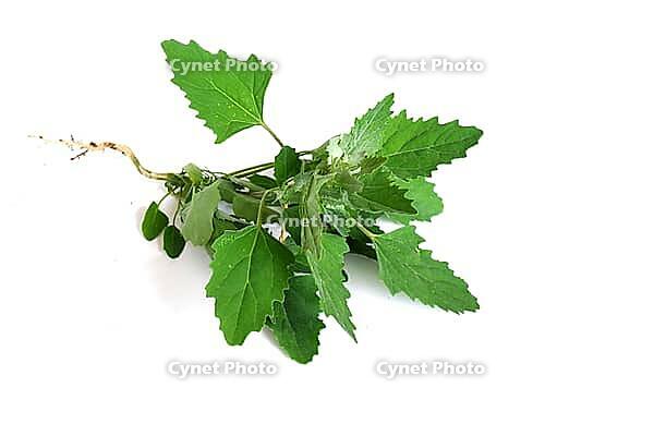 Green leaves of quinoa, porkweed on a white background. Medicinal plant for brewing medical tinctures. Harvest useful herbs and plants from the garden [IBR125566034]
