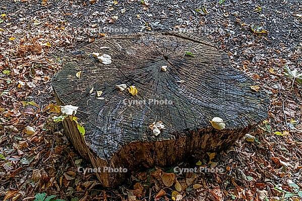 A weathered tree stump with visible annual rings lies between foliage and small plants on the forest floor on the shore of Ellernbruchsee near Braunschweig, Vechelde, Lower Saxony, Germany [IBR125566047]