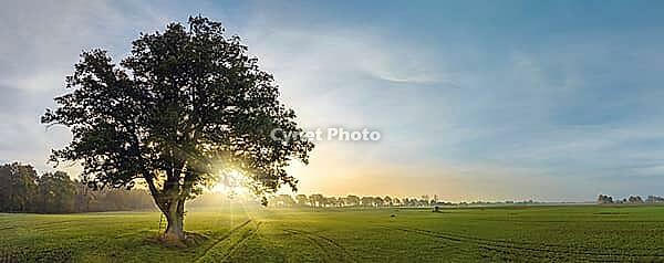 Tree, fog, field, ackerland, animal protection, high seat, hunter, deciduous, aerial, alone, landscape, early morning, ecology, environment, farm, forest, grass, green, hidden place, hunting, ladder, landscape, light, lonely wild, meadow, atmospheric, mor [IBR125566048]
