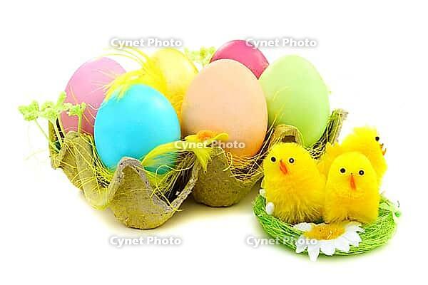 Easter eggs and chicks in nest on a white background [IBR125566058]