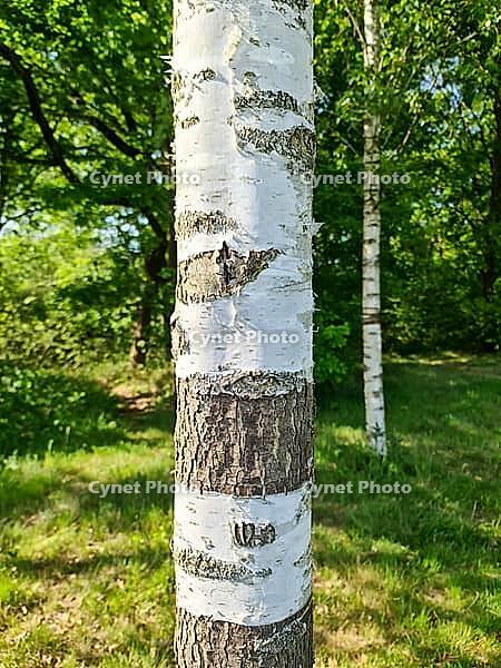 Close up view of birch trunk texture displaying intricate pattern, surrounded by vibrant green foliage in a sunny spring forest [IBR125566059]