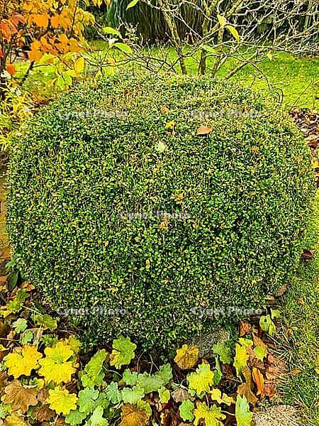 Spherical boxwood shrub growing in a park, surrounded by fallen colourful leaves during the autumn season [IBR125566066]