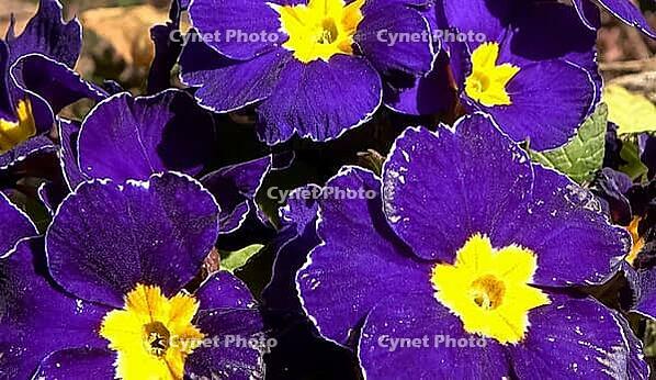 Purple primrose in flower bed. Spring concept [IBR125566068]