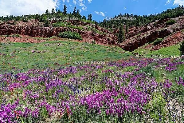 Alpine wildflowers along the San Juan Skyway, Colorado [IBR125566069]