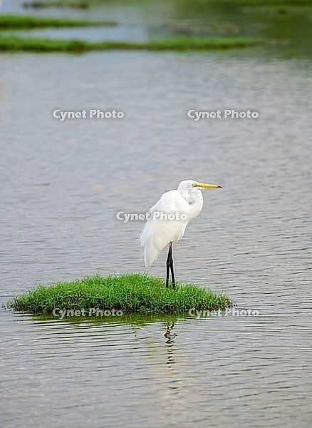Beautiful Great white egret Standing still on a green grass patch surrounded by the lagoon water in Bundala national park [IBR125566078]