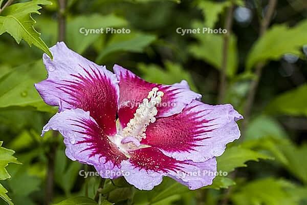 Close-up of a rose mallow (Hibiscus sytiacus) in bloom, Weilerswist, North Rhine-Westphalia, Germany [IBR125566081]