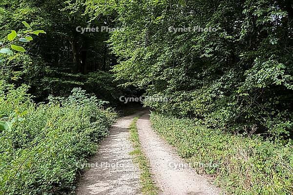 Beautiful view into a dense green forest with bright sunlight casting deep shadow [IBR125606064]