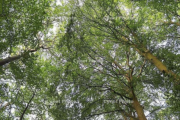 Beautiful view into a dense green forest with bright sunlight casting deep shadow [IBR125606065]