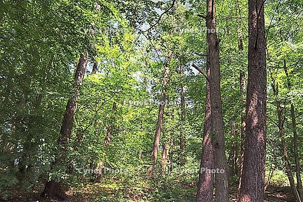 Beautiful view into a dense green forest with bright sunlight casting deep shadow [IBR125606067]