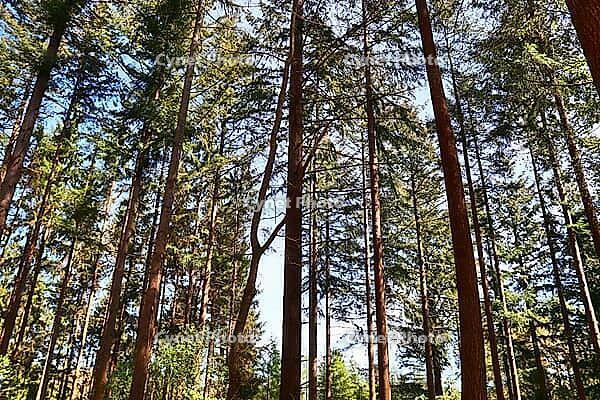 Beautiful view into a dense green forest with bright sunlight casting deep shadow [IBR125606069]